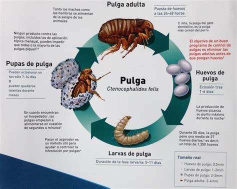 Infografía del ciclo de vida de la pulga: desde el huevo hasta el adulto en el entorno doméstico