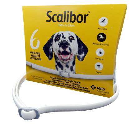 Ilustración paso a paso de cómo colocar correctamente el collar Scalibor en un perro.