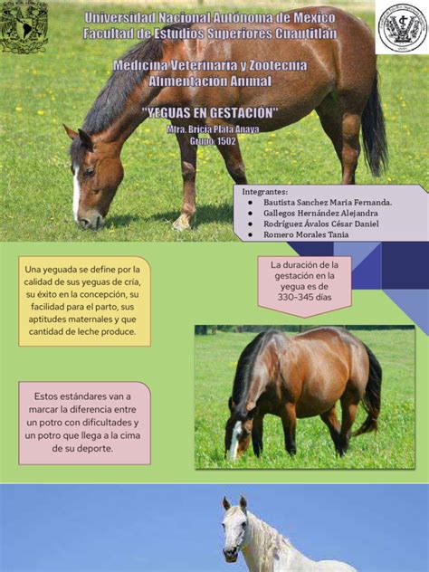 Infografía sobre los diferentes métodos de reducción de gestaciones gemelares en yeguas.