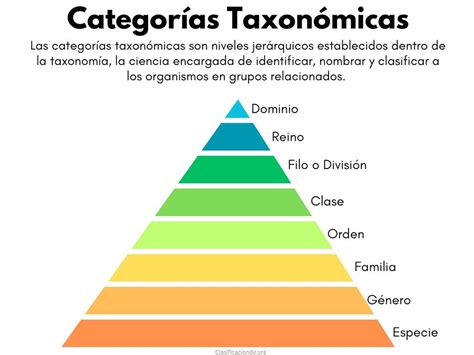 Esquema de las principales categorías de nichos de dropshipping