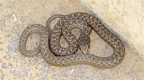 Esquema del ciclo reproductivo de la culebra bastarda, mostrando las etapas de madurez sexual.