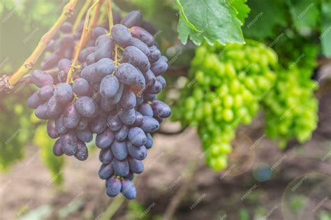racimos de uvas frescas de variedades blancas y moradas