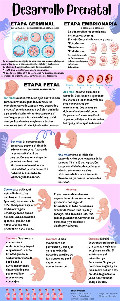 Infografía detallando las diferentes etapas del ciclo perinatal, desde la concepción hasta la crianza temprana.