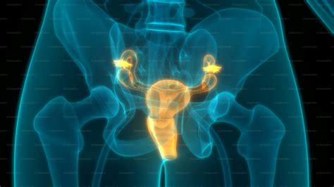 Anatomía del sistema reproductor femenino con énfasis en el ovario y la trompa de Falopio.