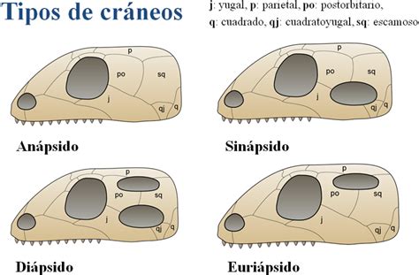 Diagrama comparativo de los cráneos de anápsidos, sinápsidos y diápsidos, resaltando las fenestras temporales.