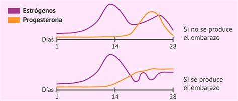 Esquema explicativo sobre la relación entre el declive hormonal (estrógenos y progesterona) y la alteración del ritmo circadiano en la menopausia.