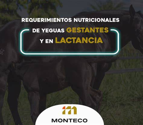 Comparativa de suplementos nutricionales para yeguas gestantes