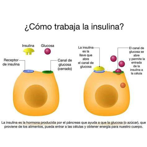 Diagrama de cómo funciona la insulina y la glucosa en las células