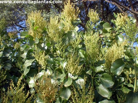 Inflorescencia de Rumex lunaria