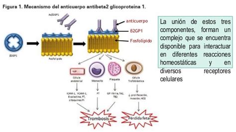 Esquema de la interacción entre anticuerpos antifosfolípidos, fosfolípidos y el sistema de coagulación