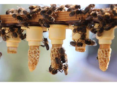 Abeja reina recién fecundada