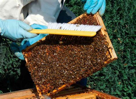 Apicultor barriendo abejas para poblar núcleos
