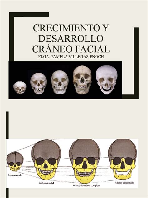 Esquema anatómico del desarrollo craneofacial y cervical en el infante